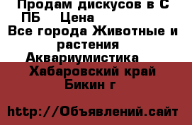 Продам дискусов в С-ПБ. › Цена ­ 3500-4500 - Все города Животные и растения » Аквариумистика   . Хабаровский край,Бикин г.